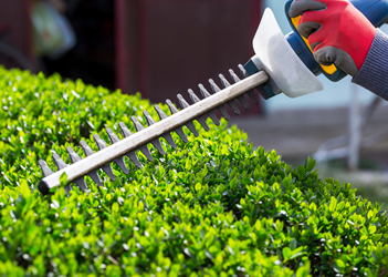 landscaper buffalo